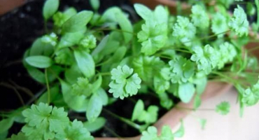 Jak pěstovat a pečovat o petržel ze semen na parapetu v zimě